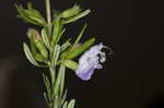 Apalachicola false rosemary